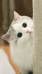 下载tp钱包官网