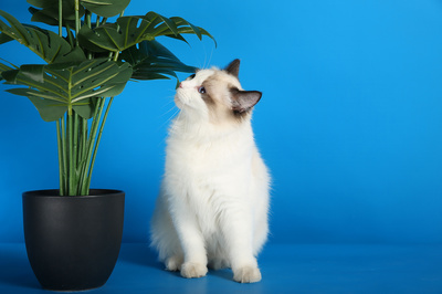 bitpie钱包官网下载