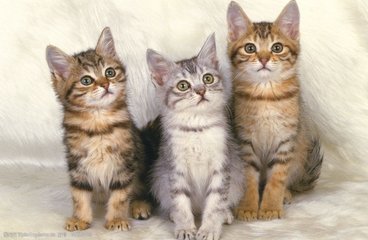 metamask钱包什么意思